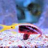 Bicolor Goatfish