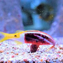 Bicolor Goatfish