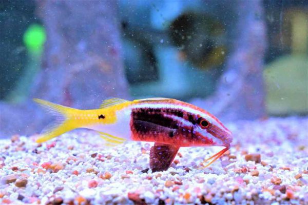 Bicolor Goatfish