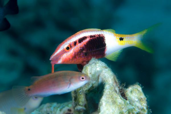 Bicolor Goatfish