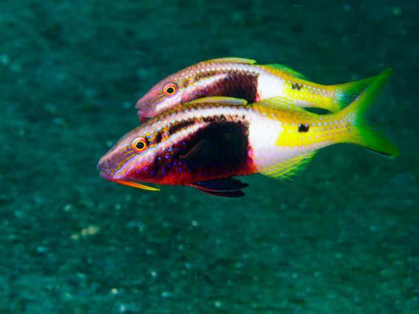 Bicolor Goatfish