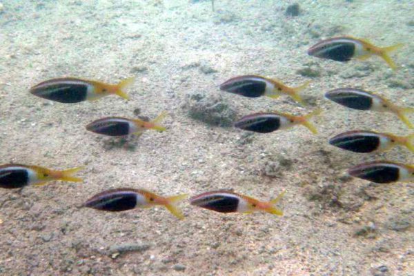 Bicolor Goatfish