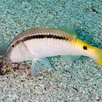 Yellow Back Goatfish