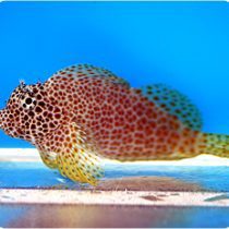 بلنی باله بادبانی پلنگی