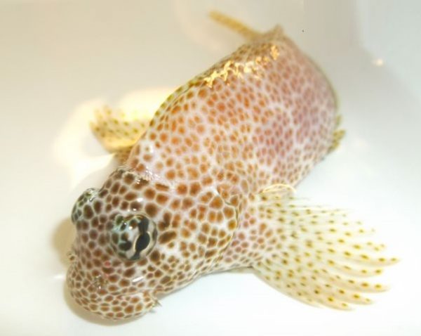 بلنی باله بادبانی پلنگی