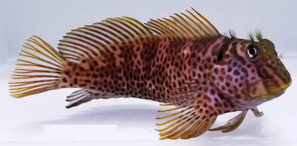 بلنی باله بادبانی پلنگی