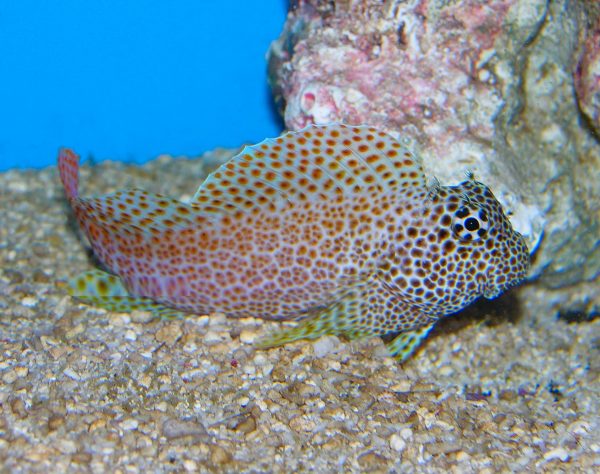 بلنی باله بادبانی پلنگی