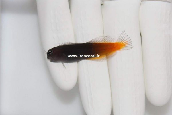 بلنی بای کالر