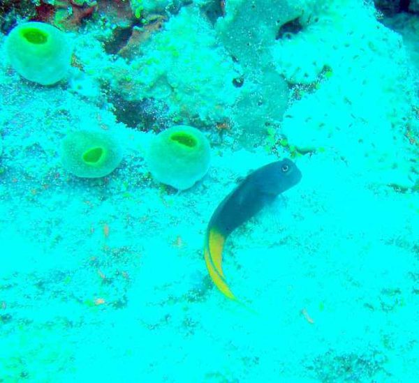 بلنی بای کالر