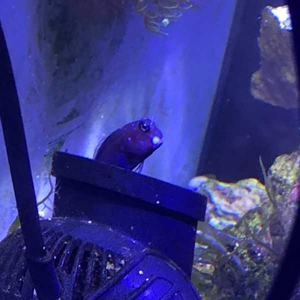 بلنی بای کالر