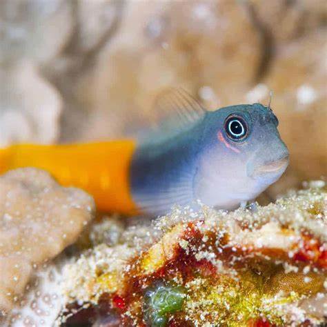 بلنی بای کالر