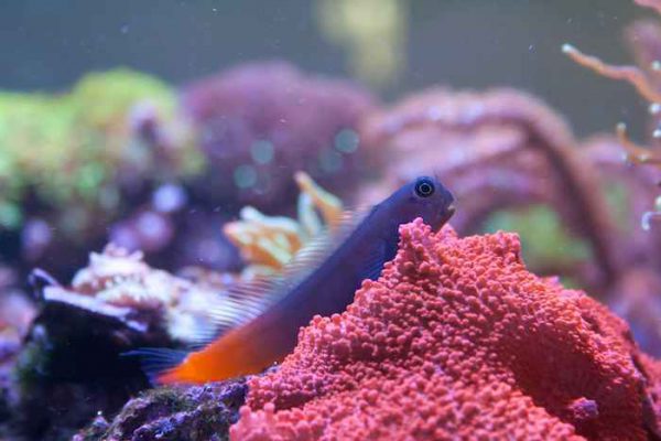 بلنی بای کالر