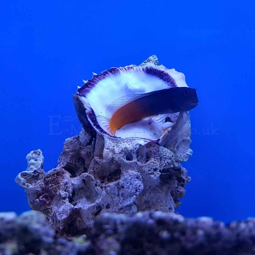 بلنی بای کالر