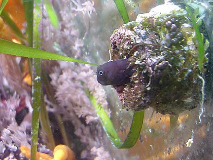 بلنی بای کالر