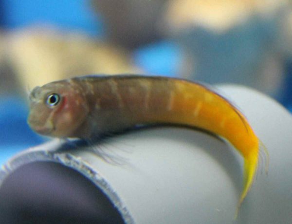 بلنی بای کالر