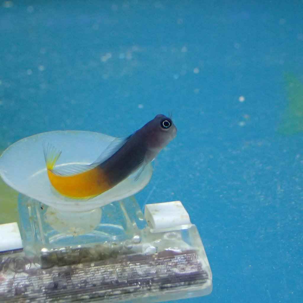 بلنی بای کالر