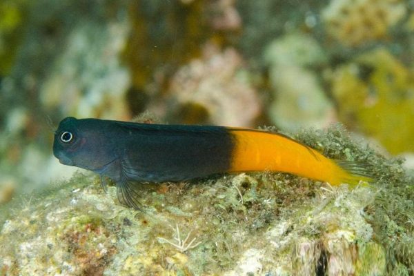 بلنی بای کالر