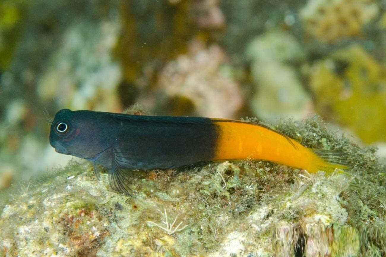 بلنی بای کالر