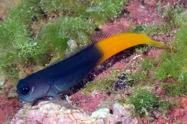 بلنی بای کالر