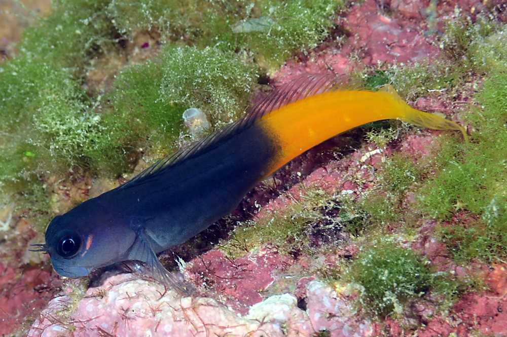 بلنی بای کالر