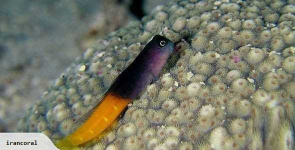 بلنی بای کالر