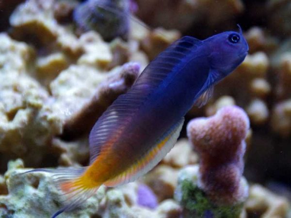 بلنی بای کالر