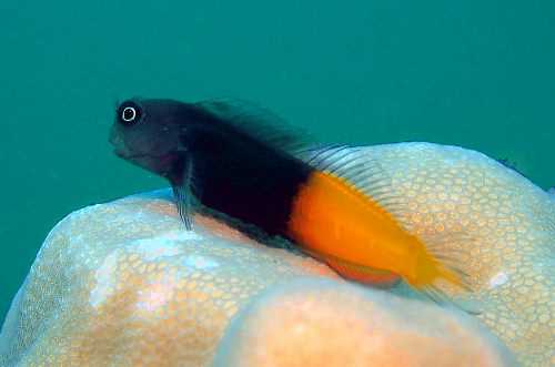 بلنی بای کالر