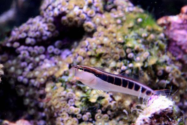 بلنی خط دار