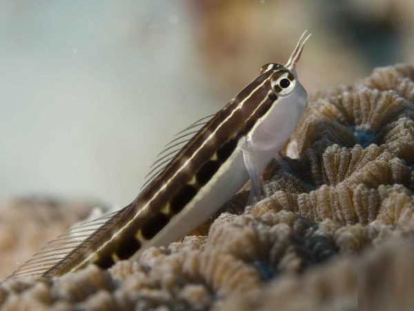 بلنی خط دار