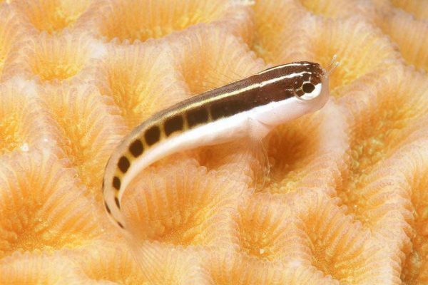 بلنی خط دار