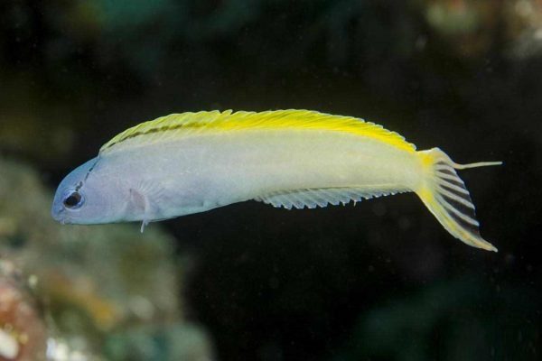 بلنی دم چنگی