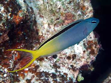 Forktail Blenny