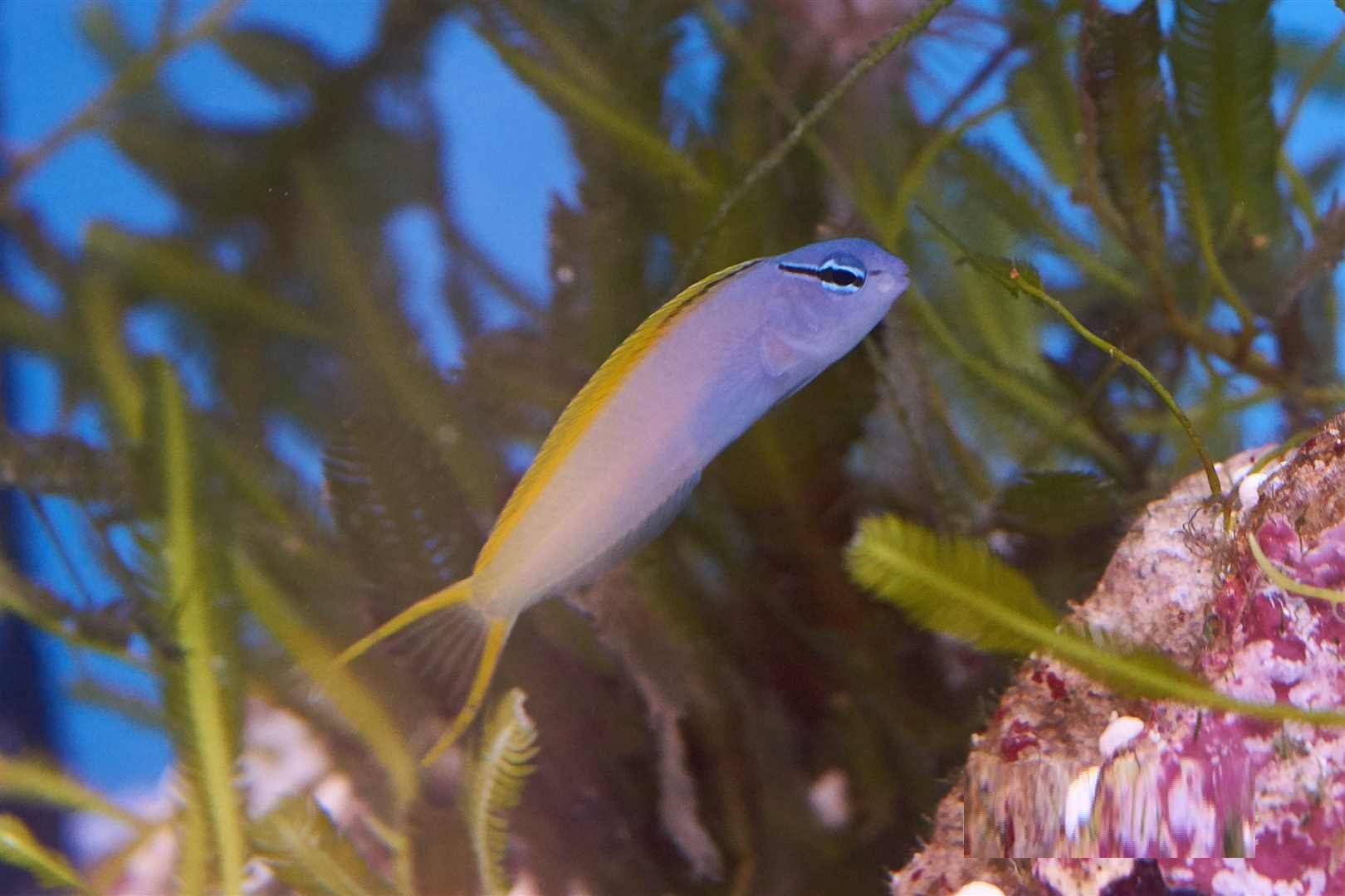 بلنی دم چنگی