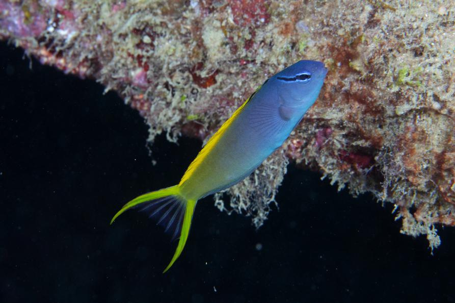 Forktail Blenny