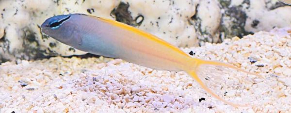 بلنی دم چنگی