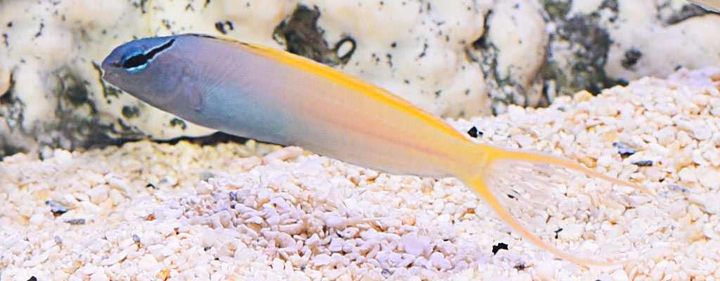 بلنی دم چنگی