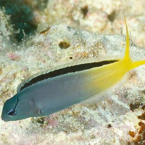 Forktail Blenny