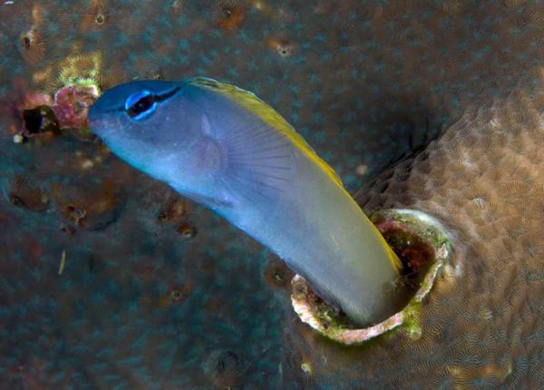 Forktail Blenny