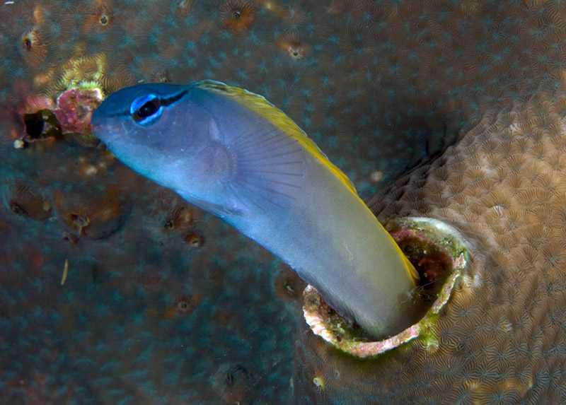 Forktail Blenny