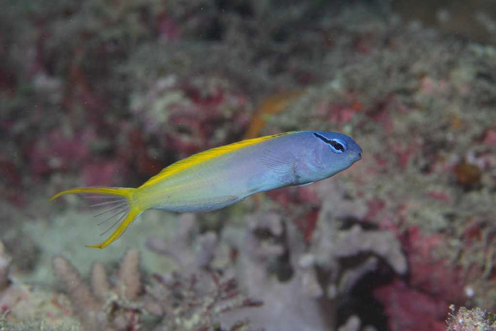 بلنی دم چنگی