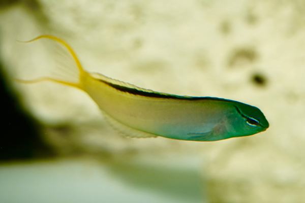 Forktail Blenny
