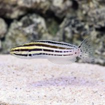 Striped Blenny