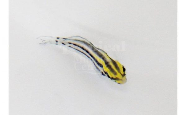 Striped Blenny