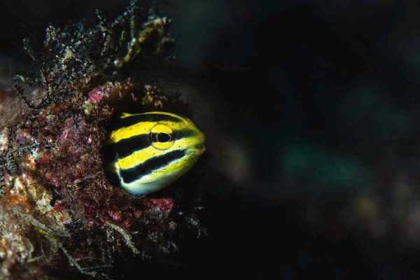Striped Blenny