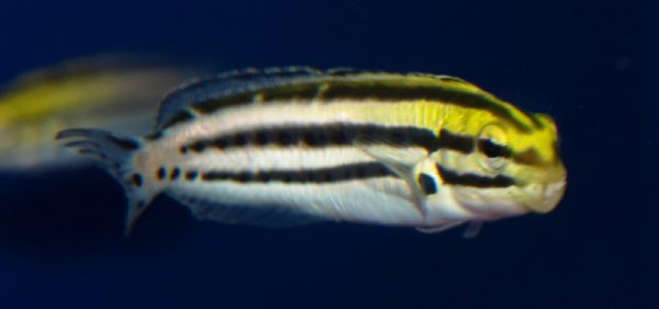 Striped Blenny
