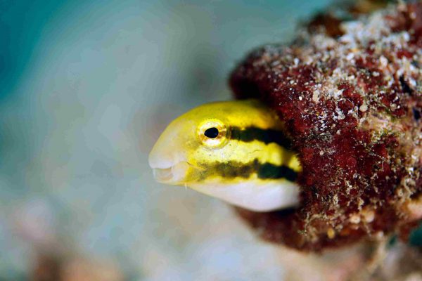 Striped Blenny