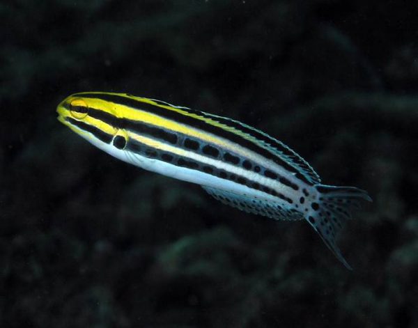 Striped Blenny