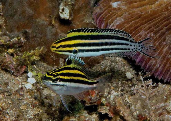 Striped Blenny