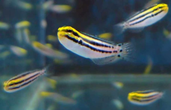 Striped Blenny