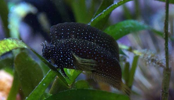 بلنی ستاره ای